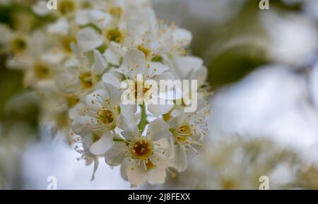 Close up of flowers on a bird cherry (prunus padus) tree Stock Photo