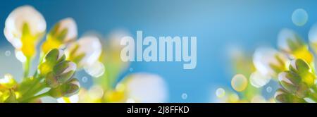 Cherry blossom. Blurry defocused background Stock Photo - Alamy