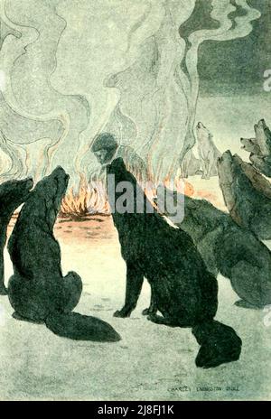 Charles Livingston Bull - White Fang - 1906 - Illustration for the book by Jack London Stock Photo