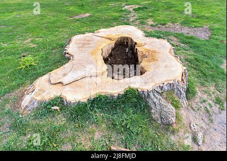 big stump after big tree with hole inside Stock Photo