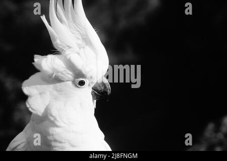 Black and White Profile View of a Sulphur Crested Cockatoo Stock Photo