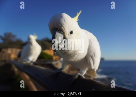 Inquisitive Cockatoo staring into the Photographer’s Camera Stock Photo