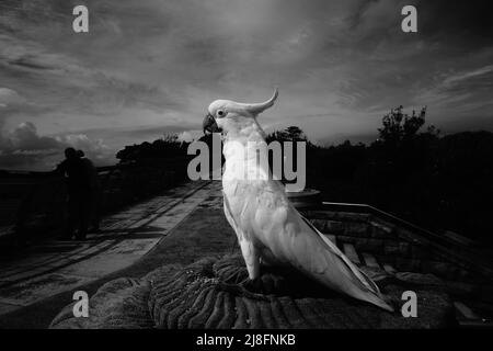 High Contrast View of a Sulphur-Crested Cockatoo surveying its Surroundings Stock Photo