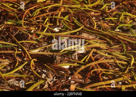 Close Up of fallen Pine Tree Needles in Late Afternoon Light Stock Photo