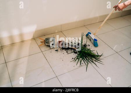 Broken flower pot on the floor with spilled soil and damaged plant. Wiping floor with mop. Home chores - cleaning the dirt. Flower accident with Stock Photo