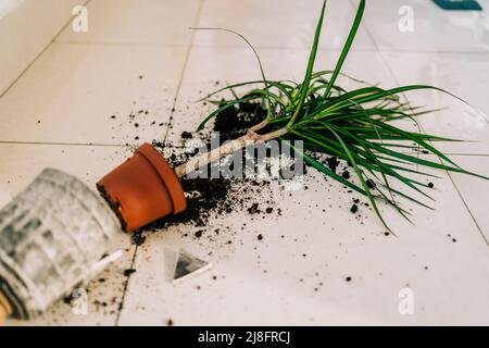Broken flower pot on the floor with spilled soil and damaged plant. Home chores - cleaning the dirt from broken flowerpot. Flower accident with Stock Photo