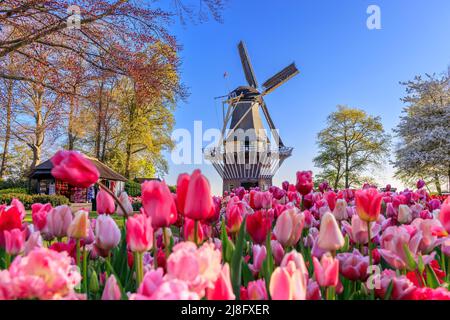 Blooming colorful tulips flowerbed in Keukenhof public flower garden with windmill. Lisse, Holland, Netherlands. Stock Photo