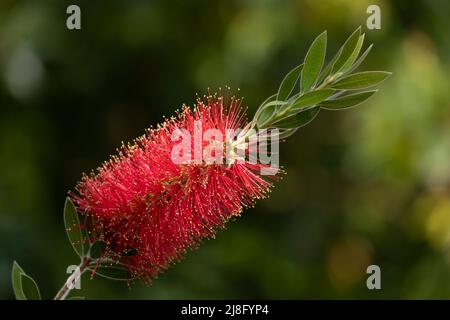 Melaleuca citrina or Callistemon citrinus, the common red bottlebrush, crimson bottlebrush or lemon bottlebrush, plant in the myrtle family Myrtaceae. Stock Photo