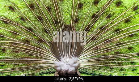 Back of a peacock with open feather tail. Pavo Cristatus, male Indian Peafowl. Stock Photo