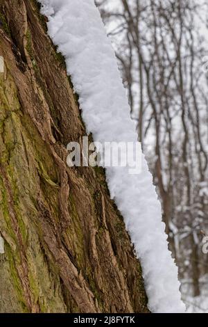 Tree trunk with thick layer of snow in winter. Stock Photo