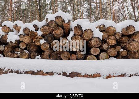 Pile of tree logs with snow cap in winter forest. Stock Photo