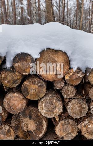 Pile of tree logs with snow cap in winter forest. Stock Photo