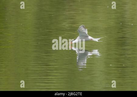 Common tern (Sterna hirundo)  drinking in flight Stock Photo