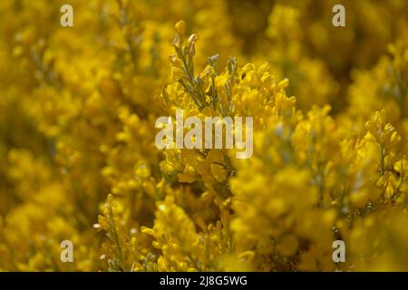 Flora of Gran Canaria - bright yellow flowers of Teline microphylla, broom species endemic to the island, natural macro floral background Stock Photo