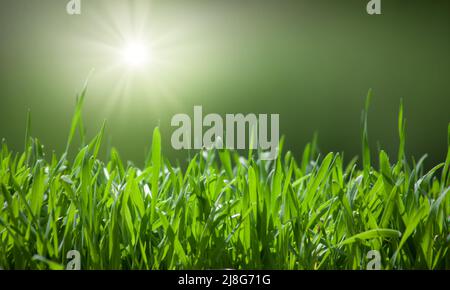 Green grass natural background with selective focus. Stock Photo