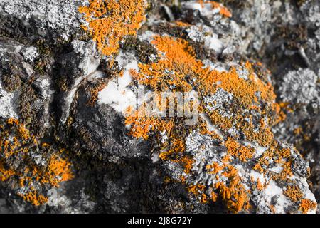 abstract colorful texture background with red moss on  grey stone Stock Photo