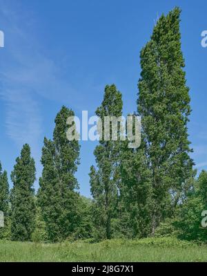 black poplar or Lombardy Poplar (Populus nigra italica),Rhineland,Germany Stock Photo