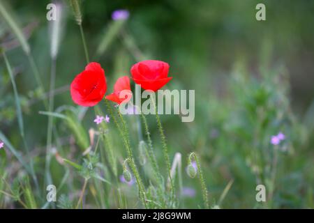 Red-flowered corn poppy, papaver rhoeas, growing in a garden in Szigethalom, Hungary Stock Photo