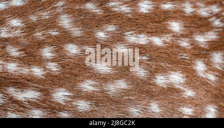Beautiful Natural Background. Spotted Deer Fur. Cervus Nippon. Furry Skin of a Gorgeous Wild Animal. Beauty of Wild Nature. Stock Photo