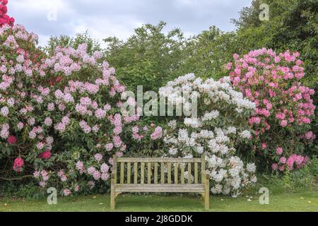 Old wooden bench in a garden with backdrop of rhododendron shrubs in full bloom. Stock Photo