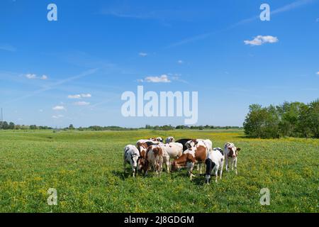 Group cows in typical Dutch river landscape Stock Photo - Alamy