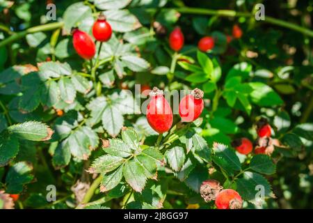 Closeup of Ripened Dog Rose Rosa Canina red berries. Red rosehip berries on bush. Wild Ripe Briar on branch. Remedy plants harvest for Herbal medicine Stock Photo