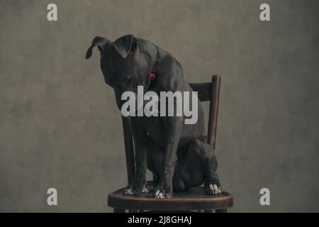 American Staffordshire Terrier dog is being dramatic and looking down and sitting against gray wallpaper Stock Photo