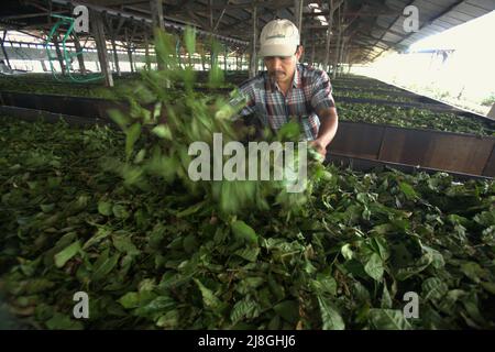 A worker checking the quality of fresh tea leaves at Kayu Aro tea factory in Kersik Tuo village, Kayu Aro, Kerinci, Jambi, Indonesia. Stock Photo