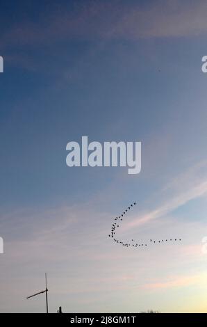 skein of geese in the evening sky Stock Photo