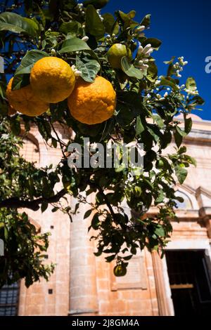 Oranges growing by monastery in sunshine on Crete Stock Photo