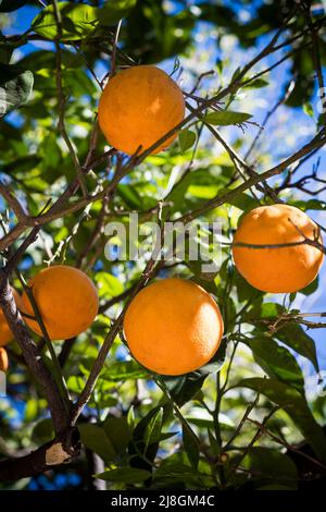 Ripening oranges on tree on sunny day Stock Photo