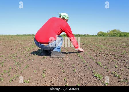 A Ukrainian farmer checks how sunflower grows in his field. Stock Photo