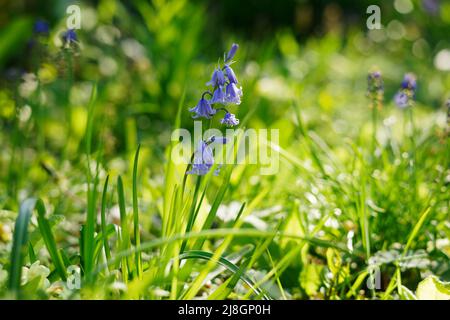 Bluebells (hyacinthoides non scripta) in a garden Stock Photo