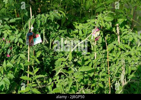 Tomato plants Stock Photo