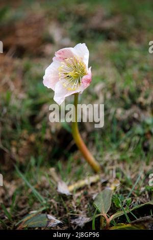 A beautiful snow rose in a mountain meadow Stock Photo