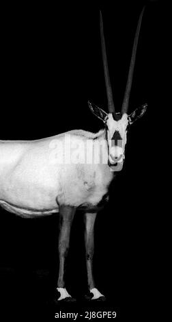 Curious Arabian Oryx Stock Photo - Alamy