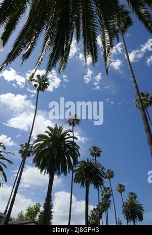 Los Angeles, California, USA 15th May 2022 A general view of atmosphere of Palm Trees on May 15, 2022 in Los Angeles, California, USA. Photo by Barry King/Alamy Stock Photo Stock Photo