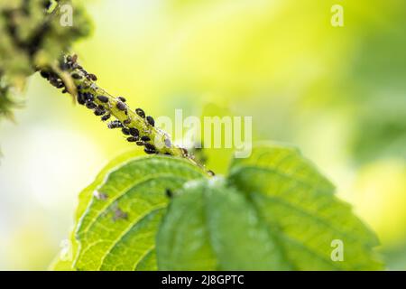 Aphids, black fly (black bean aphids, blackfly) on leaves. Close up and selective focus of a plant covered with a large number of black pest insects. Stock Photo