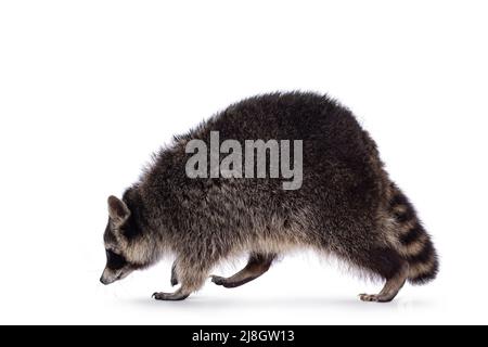 Full lenght body shot of cute Raccoon aka procyon lotor, walking side ways. Looking ahead away from camera. Isolated on a white background. Stock Photo