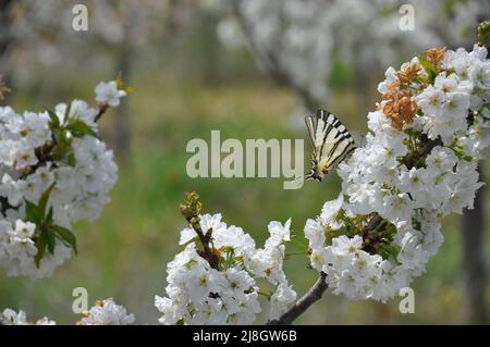 Cherry blossoms, beautiful spring napoleon cherry blossoms with Papilio podalirius or scarce swallowtail butterfly on the white flowers. Stock Photo