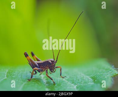 Brown grasshopper on a green leaf Stock Photo