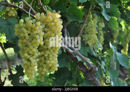 Sultana grapes, bunch of fresh green Turkish sultana seedless grapes in vineyard with vine leaves and branches in Manisa, Turkey. Selective focus. Stock Photo