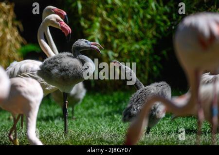 Magdeburg, Germany. 16th May, 2022. Two pink flamingo chicks measure their strength in the middle of their colony. 56 pink flamingos had moved into the newly designed enclosure at Magdeburg Zoo. The 480 square meter area should have positive effects for the further natural breeding of the pink flamingos. The chick is currently one of four young birds that had already hatched in March. Credit: Klaus-Dietmar Gabbert/dpa/Ģ����ý Live News Stock Photo