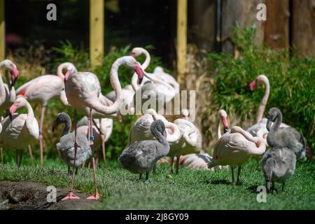 Magdeburg, Germany. 16th May, 2022. Four pink flamingo chicks are seen in the middle of their colony. 56 pink flamingos had moved into the newly designed enclosure at Magdeburg Zoo. The 480-square-meter area is expected to have positive effects on the continued natural breeding of the pink flamingos. The chick is currently one of four young birds that had already hatched in March. Credit: Klaus-Dietmar Gabbert/dpa/Ģ����ý Live News Stock Photo