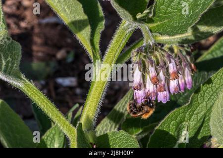 Bee on a flower of Bocking 14 comfrey grown for use as a green manure. Stock Photo