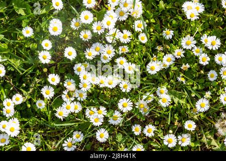 Daisy field Bellis perennis top view Stock Photo