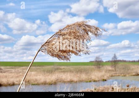 White fluffy dry pampas grass against a bright blue sky with clouds in the afternoon in spring. Stock Photo