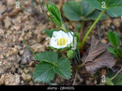 Flower of blossom strawberry growing in spring Stock Photo