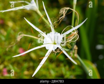 Hymenocallis littoralis or the beach spider lily growing in Vietnam