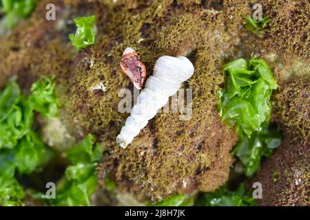 Seashells of South China sea of Vietnam Stock Photo